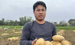 Trồng giống khoai tây của nước nào mà dân nơi này ở Thanh Hóa kéo nhau ra đồng đào lên toàn củ to bự?