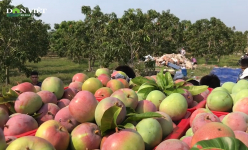 Xoài Úc rớt giá thảm, nông dân Khánh Hòa buồn thiu