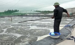 Nuôi tôm công nghệ cao ở Thái Bình, cứ 1ha bắt bán 30-40 tấn, đây là lý do tại sao nơi này nhiều tỷ phú
