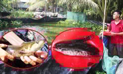 Cá dầy là cá gì mà một anh nông dân Cần Thơ kỳ công nuôi, nhân giống, người đặt mua quá trời không đủ bán?