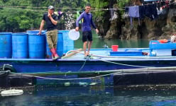 Nuôi loài cá khổng lồ gì mà dân Vân Đồn ở Quảng Ninh như 'nuôi tàu ngầm', có con nặng tới 170kg?
