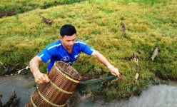Lội suối Tây Nguyên đơm xúc thứ cá suối 'lung tung' này về gói vào lá rừng nướng củi, mở ra thơm khắp nhà