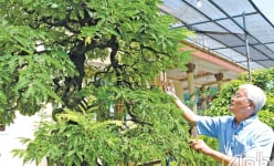 Vùng đất ở Tiền Giang nông dân biến cây ăn trái thành cây cảnh độc lạ giá tiền tỷ