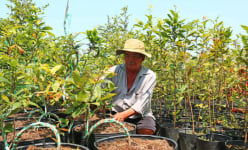 Giữa Đồng Tháp Mười trồng cây cảnh đang hot mà thành làng tỷ phú của tỉnh Long An