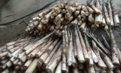 Thứ 'rau rừng đặc sản' này ở Yên Bái là cây gì mà không cần bón phân, cắt đến đâu người ta mua hết sạch?