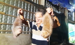 Làm giàu ở Cần Thơ: Nuôi thứ chuột 2 tay xách 2 con, gặm mía cây sồn sột, ông nông dân lãi 100 triệu/tháng