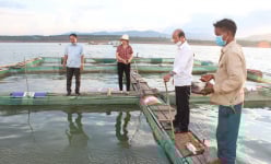 Cá nuôi ở nơi này của Gia Lai là loài cá gì mà dân bảo to rồi, thương lái phải to nữa mới mua?