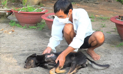 Nạn trộm chó hoành hành, sểnh ra là mất, nông dân ở nơi này của Cà Mau bất an, làng xóm bất ổn