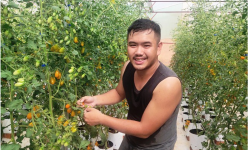 Trồng cà chua cho trái vàng, cứ 1.000m2 nông dân ở nơi này của Đắk Lắk lãi 200 triệu