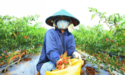 Một người Sài Gòn lên Đắk Lắk thuê 120ha đất trồng ớt chỉ thiên bán đi đâu mà tạo việc làm cho 400 người?