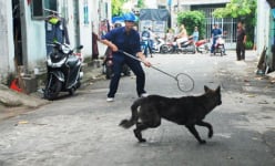 Phường Đại Kim (Hoàng Mai) bắt chó thả rông trên địa bàn, phạt tới 2 triệu đồng