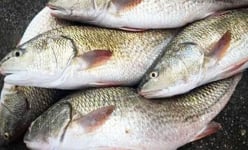 Cá hồng Mỹ là cá gì mà sau 8 tháng nuôi ở Nghệ An, bắt hơn 8 tấn, kéo lưới lên nhiều người tới xem