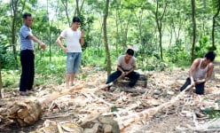 Cả làng ở Tuyên Quang miệt mài trồng thứ cây gì mà thiên hạ cứ đồn là có 'kho báu lộ thiên' hàng chục tỷ?