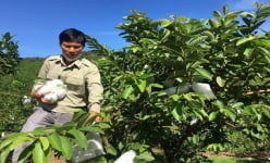 Trồng giống ổi mới lạ trên đất đồi, anh nông dân Lâm Đồng bổ đôi quả, người khó tính nhìn thấy cũng trầm trồ