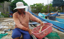 Dân nơi này ở Khánh Hòa đi săn loài tôm gì búng tanh tách bán ra chợ kiếm gần 500 ngàn đồng/ngày?