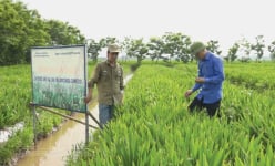 Trồng 5 loại cây dược liệu ở 8ha đất ruộng, một nông dân Thái Bình thành tỷ phú giàu nhất làng