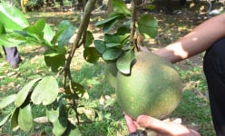 Loài côn trùng phá hoại vườn bưởi da xanh ở Bà Rịa-Vũng Tàu là con gì khiến trái mất giá, bán rẻ như cho?