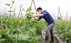 Chàng trai Ninh Bình trồng dưa chuột Nhật thế nào mà quả sai lúc lỉu, bán sang Nhật thu về tiền tỷ?