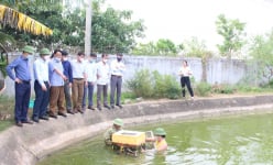 Nuôi loài cá đang hot, chợ quê chợ phố đang chuộng, nhiều người kéo đến nơi này ở Nghệ An để xem