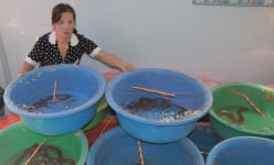 Độc, lạ Cà Mau: Nuôi rắn ri tượng trong thau nhựa, chỉ trườn quanh mà nhanh lớn, ai thấy cũng ngỡ ngàng