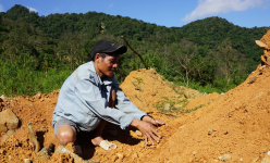 Cây trẩu là cây gì mà dân vùng này ở Quảng Trị đang trồng, nơi trồng phân tán nhặt hàng tấn hạt thu tiền tỷ?