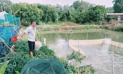 Ở khu phố này của Bình Dương, nông dân đào ao nuôi cá là trúng, nuôi cá trê, cá tra còn lãi hơn