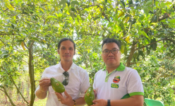 Nông dân Bình Phước giàu lên nhờ nông nghiệp công nghệ cao, trái bơ bán được sang cả Nhật Bản