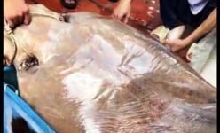 Dân tình kéo đến xem con cá sông khổng lồ nặng hơn 100kg được một nhà hàng ở An Giang mua
