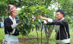 Vùng đất này của Lào Cai trồng giống lê gì mà cây thấp tè đã ra trái quá trời, vườn đẹp như phim?