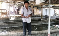 Nuôi ốc nhồi ở Hải Dương, 'đẻ vô tội vạ', bắt chất hàng thùng, bao nhiêu cũng bán hết
