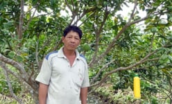 Treo viên long não trong vườn cây ăn trái, sâu bọ sợ khiếp vía, ông nông dân Hậu Giang 'trúng đậm'
