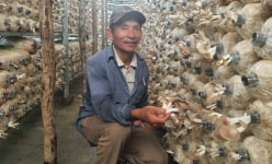 Hội Nông dân Đà Nẵng tổ chức 366 cuộc kiểm tra về tình hình sản xuất, đời sống nông dân 