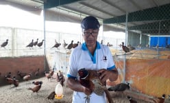 Nuôi loài chim có trong Sách đỏ Việt Nam, một ông giám đốc Đồng Nai bán hàng ngàn con đi khắp nơi