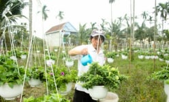 Cách trồng hoa treo khiến vườn đẹp như phim của ông nông dân Quảng Ngãi, cả làng phục lăn