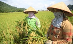 VNR20 và Thụy Hương 308 - Bộ đôi giống lúa chất lượng cao được nông dân xứ Mường ưa thích
