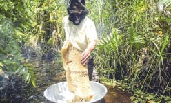 Sản vật rừng U Minh Thượng ở Kiên Giang là cá đồng, mật ong, nông dân còn được trả khoản tiền gì?