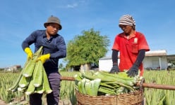 Trồng loại 'cây cảnh' đặc biệt này, ruộng đẹp như phim, nắng nóng giá bán tăng gấp đôi, nông dân Ninh Thuận hối hả cắt