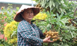 Đây là loại cây nhãn giúp nông dân huyện biên giới của Sơn La xây được nhà cao cửa rộng