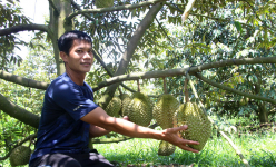 Trồng sầu riêng cho khách tham quan miễn phí, bán trái tại vườn, nông dân An Giang giàu lên trông thấy