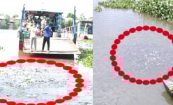 Chuyện lạ Đồng Tháp: Đàn cá hàng nghìn con đua nhau kéo đến tá túc ở cặp kênh, bến đò 'xin ăn'