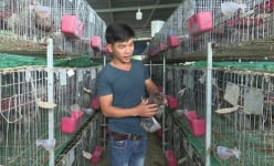 Nông dân 8X Phú Yên có của ăn của để nhờ nuôi chim bồ câu Pháp đẻ sòn sòn