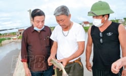 Loài cá hồng Mỹ nuôi trong ao nước mặn, nông dân Thái Bình bắt lên tươi roi rói, ai ăn cũng khen ngon