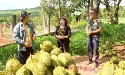 Vùng đất này ở Bình Phước, dân giàu lên thấy rõ nhờ liên kết trồng sầu riêng đặc sản