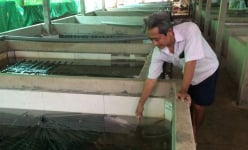 Tây Ninh: Làm hồ trên cạn nuôi dày đặc con đặc sản, một nông dân khiến cả làng phục lăn