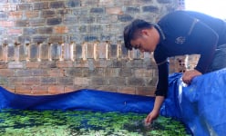 Trai làng Quảng Nam phát tài nhờ mô hình nuôi cá bảy màu, nuôi ốc bươu đen đặc sản trong bể lót bạt