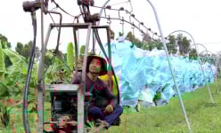 Tận mắt chứng kiến hệ thống cáp dài 33km của 'vua chuối' Út Huy giúp thu hoạch 10 tấn chuối/buổi sáng