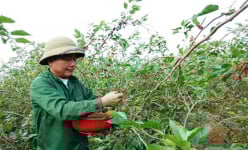 Nông dân sản xuất giỏi huyện Hướng Hóa ở Quảng Trị phủ xanh, làm giàu trên vùng đất lửa Khe Sanh