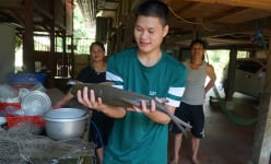 Hà Giang: Thả nuôi loài cá bỗng quý hiếm nằm trong sách Đỏ, nông dân nơi này khấm khá