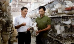 Nuôi đủ thứ con đều nản rồi bỏ, ai ngờ đến khi nuôi loài chim xinh xinh này, anh nông dân Phú Thọ giàu lên