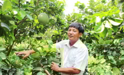 Trồng bưởi da xanh OCOP kiểu “không giống ai”, ông nông dân TP.HCM thu tiền tỷ mỗi năm